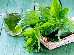 Zdravý sirup z kopřiv Zdravý sirup z kopřiv